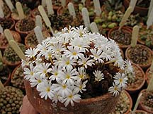 Conophytum white